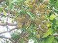 Aleurites trisperma